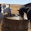 Two horses drinking from a trough.